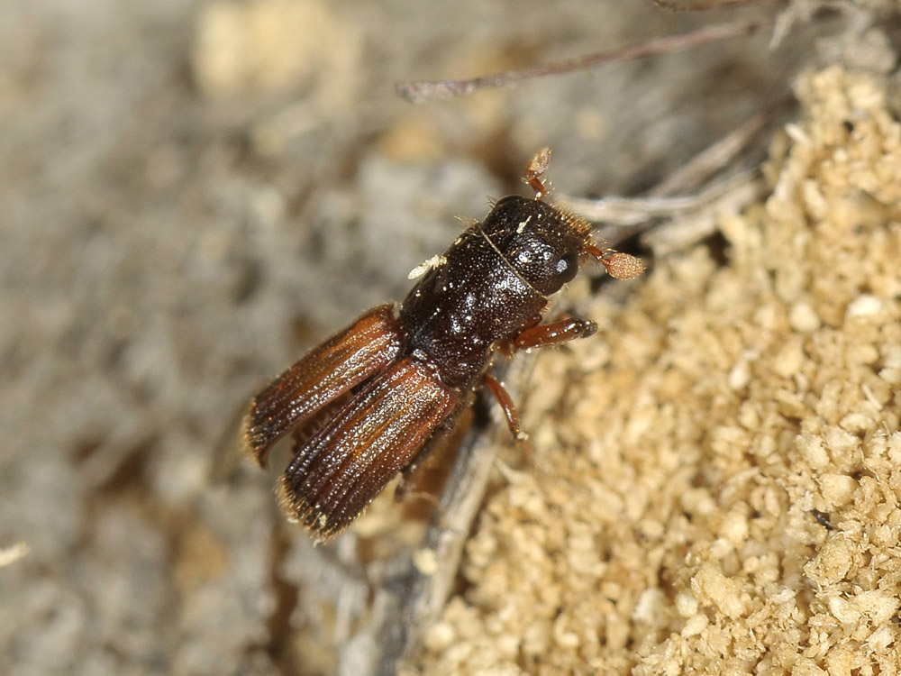 Platypus cylindrus - Curculionidae Platypodinae